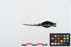 Foto von Bronzekahnfibel (NHMW-PRAE-024461)